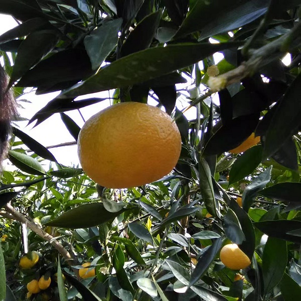 如何将公司账户的钱合法的转到私人账户