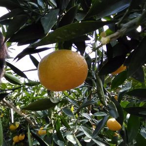 如何将公司账户的钱合法的转到私人账户