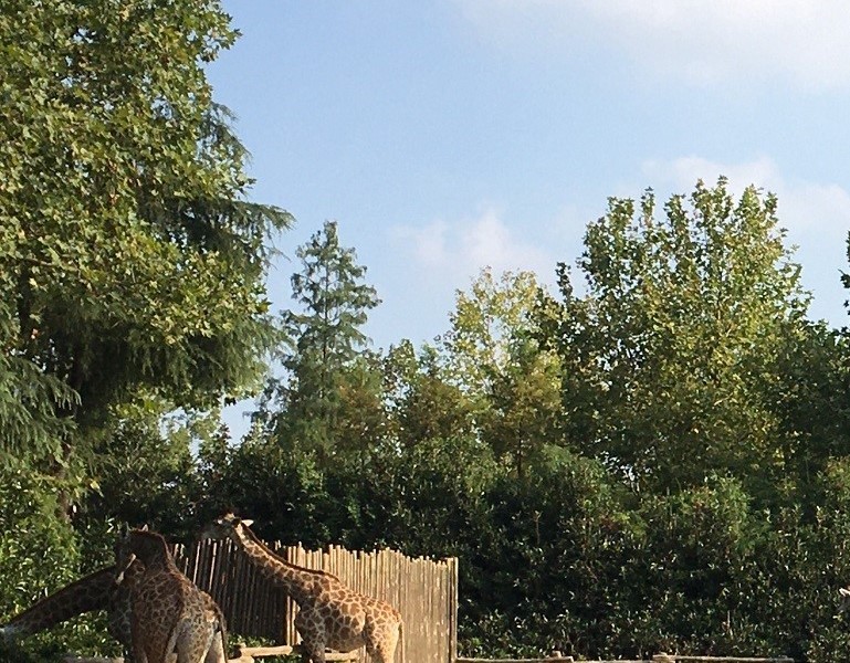 上海代理记账和税务